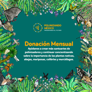 Donación Mensual. Ayúdanos a crear más santuarios de polinizadores y continuar concientizando sobre la importancia de las plantas nativas, abejas, mariposas, colibríes y murciélagos.