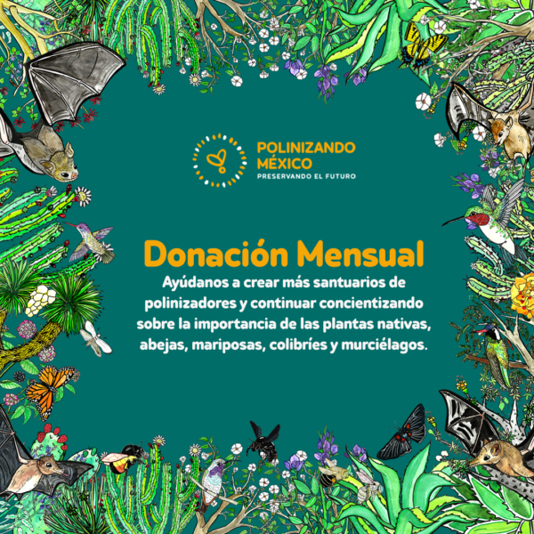 Donación mensual